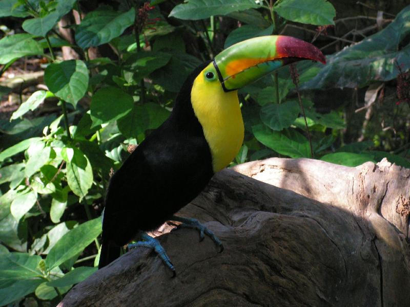 6942 Sumidero Parque Ecoturistico Tucan 